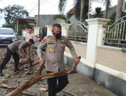 Respon Cepat Brimob Bone Tebang 4 Pohon Lapuk  Bahayakan Pengguna Jalan