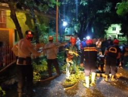 Cuaca Buruk di Parepare, Sejumlah Pohon Tumbang. Danyon B Pelopor: Tetap Waspada
