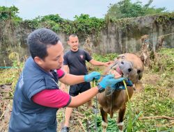 Jamin Syarat Sahnya Hewan Kurban, Brimob Bone Lakukan Hal Ini