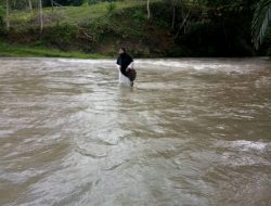 Menantang Maut Demi Sekolah, Guru Honorer Menyebrangi Aliran Deras Sungai