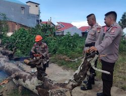 Bahayakan Warga, Brimob Bone Tebang Pohon Lapuk Di Jalan Wahidin