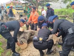 Pohon Tumbang di Gatot Subroto, Brimob Bone Terjung Evakuasi
