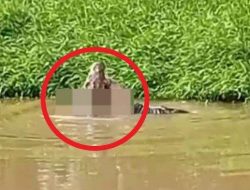 Seorang Warga di Kolaka Timur Diterkam Buaya saat Jaring Ikan, Begini Kronologinya