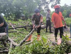 Akibat Badai, Brimob  bersama BPBD Kota Parepare evakuasi pohon tumbang