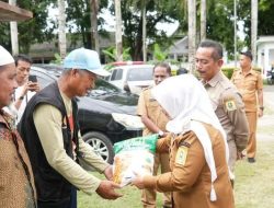 Kabar Baik untuk Petani, Bupati Sinjai Kucurkan Bantuan Benih Jagung Hibrida Varietas Jafran