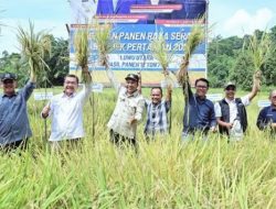 Panen Raya JFK 2025: Luwu Utara Catat Hasil 12 Ton per Hektar