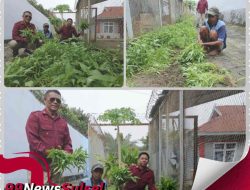 WBP Lapas IIA Parepare Panen Raya Kangkung, Program Ketahanan Pangan Dibalik Tembok Penjara Berhasil