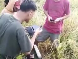 BreakingNews: Mayat Perempuan Ditemukan Tergeletak di Pematang Sawah