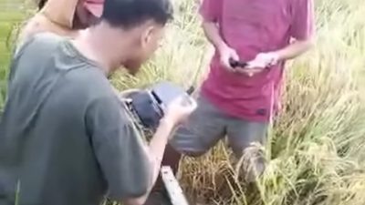 Mayat pematang sawah pinrang